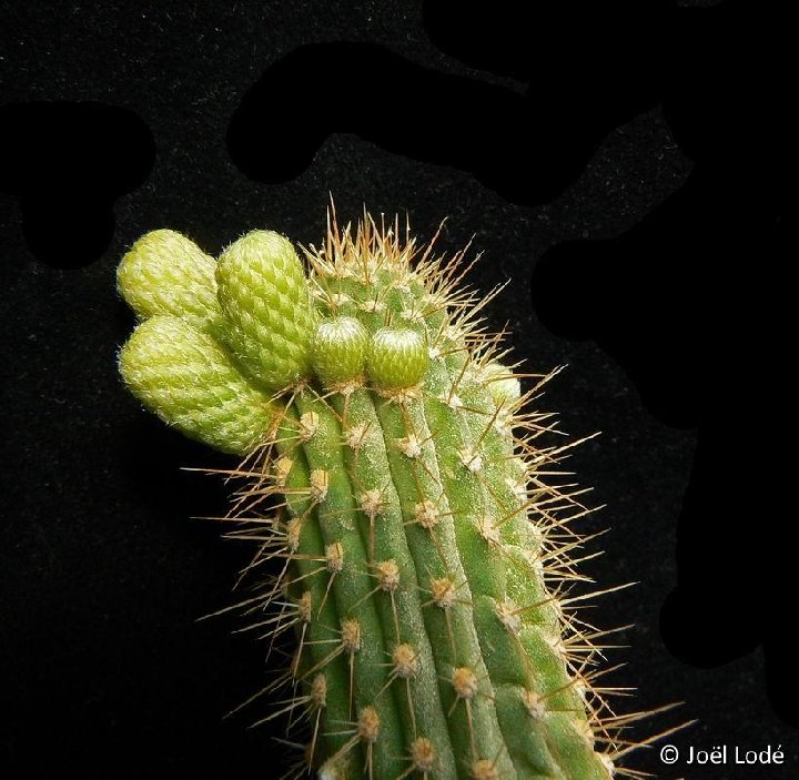 Cleistocactus tominensis ssp micropetalus JL P1380106